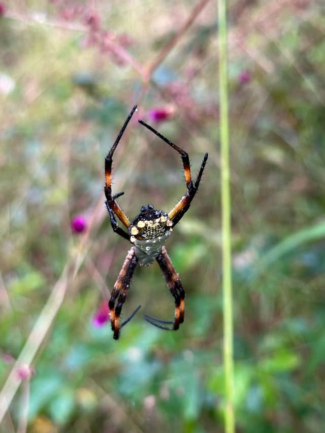 Urcuquí Nature Trails - Image 1