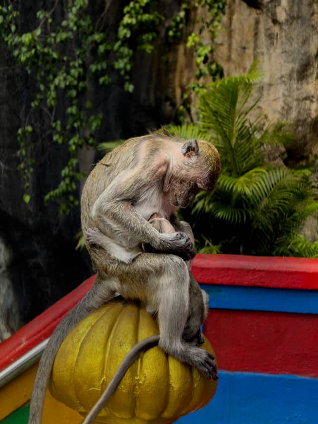 Batu Caves - Image 1