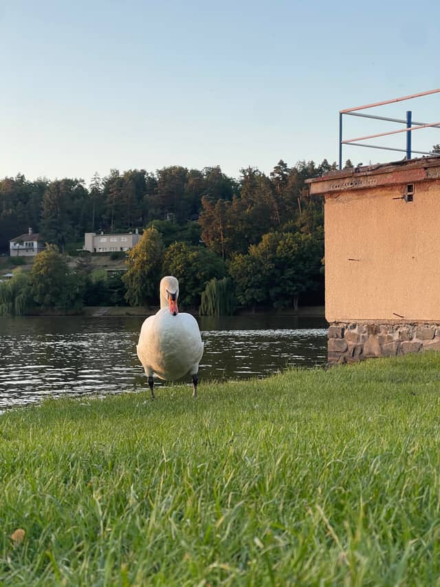 Olšovec Pond, Jedovnice - Image 1