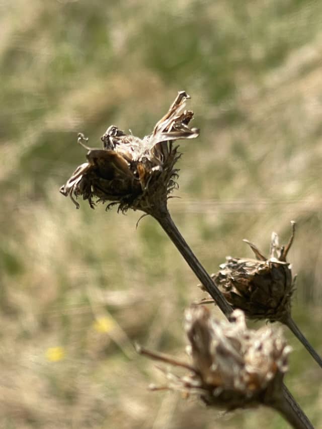 Valčianska Valley Meadows - Image 1