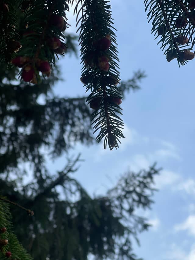 Valčianska Dolina Forest - Image 1
