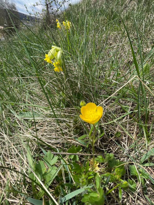 Valča Meadows - Image 1