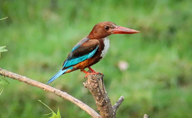 Krishna River Wetlands - Image 1