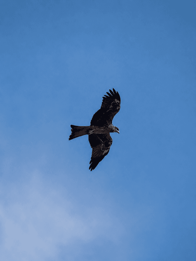 Kakinada Coastal Birding - Image 1