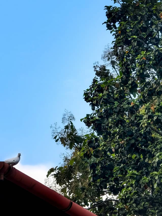 Malappuram Garden View - Image 1
