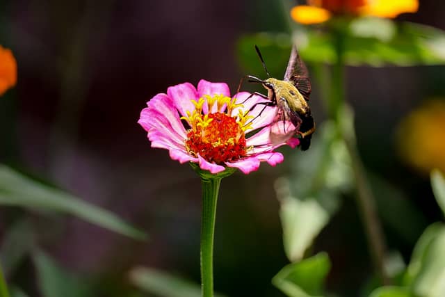 Stanfield Garden Macro Spot - Image 1