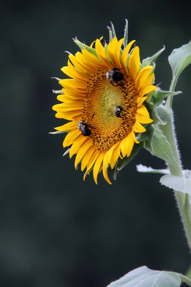 Locust Sunflower Garden - Image 1