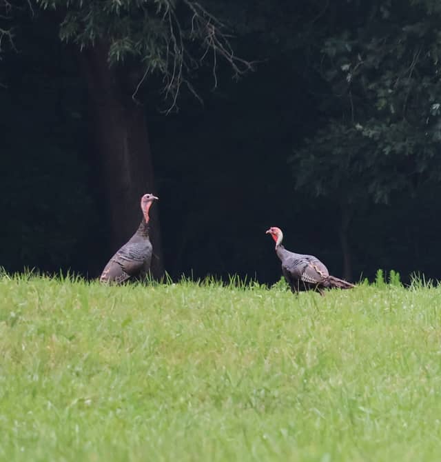 Locust Rural Fields - Image 1