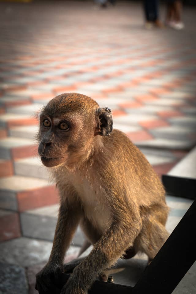 Batu Caves - Image 1