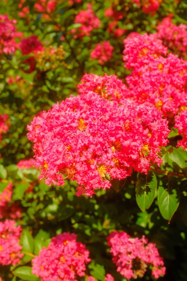 Crepe Myrtle Blooms at East Lloyd - Image 1