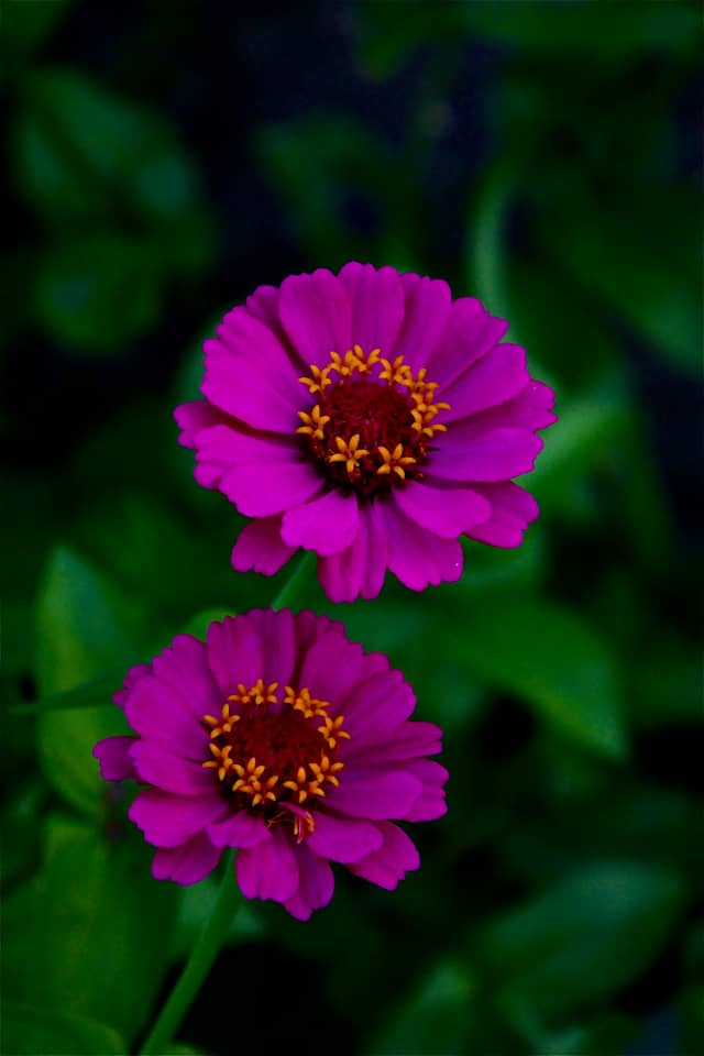 Deep Cut Gardens - Image 1