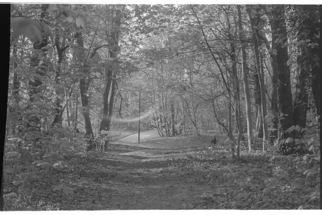 Ostrzeszów Woodland Path - Image 1