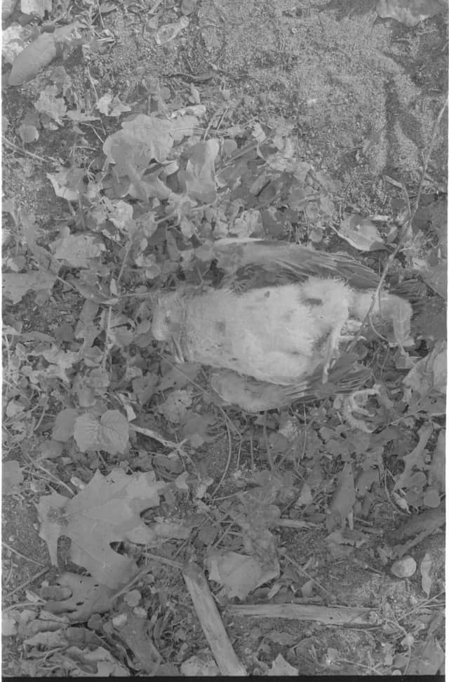 Natural Decay Study in Ostrzeszów - Image 1