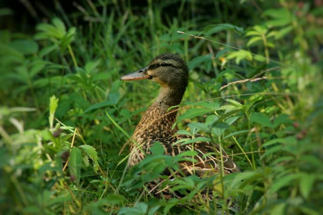 Parken Zoo - Image 1
