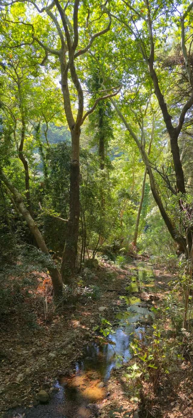 Potami Forest Stream - Image 1
