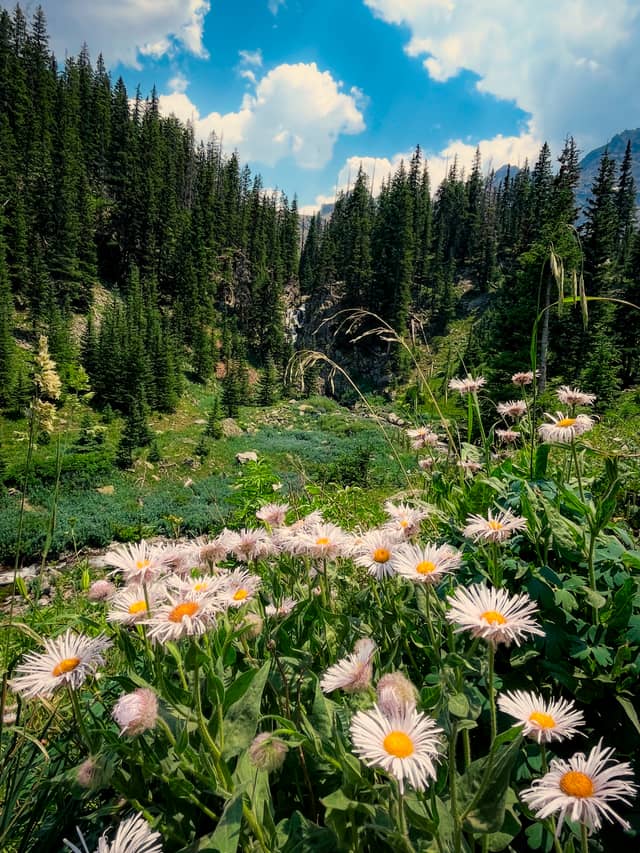 Sneffels Range Wildflower Valley - Image 1