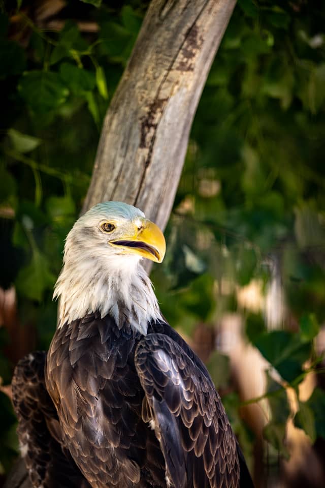 Big Bear Alpine Zoo - Image 1
