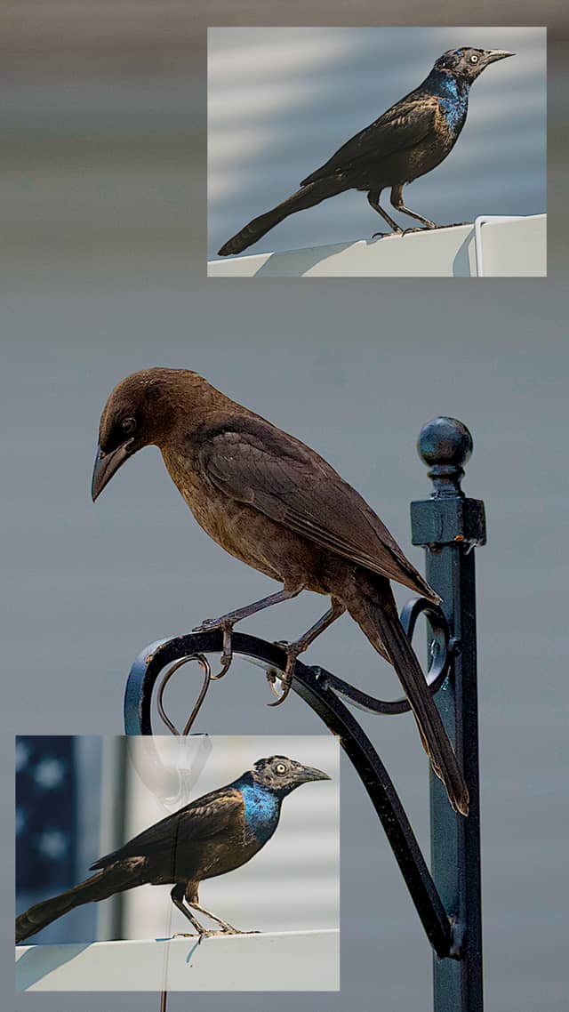 Lynn Shore Birding - Image 2