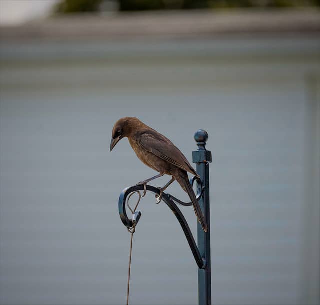 Lynn Shore Birding - Image 1