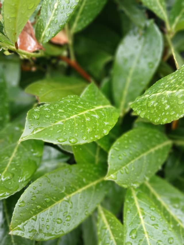 Gaiarine Garden Foliage - Image 1
