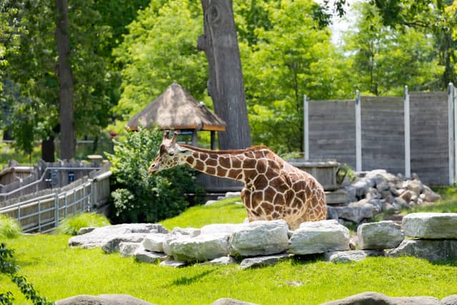 Detroit Zoo - Image 1