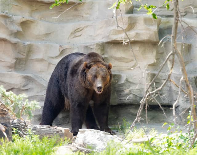 Detroit Zoo - Image 3