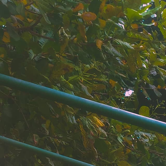 Tropical Foliage in Vera Cruz - Image 1