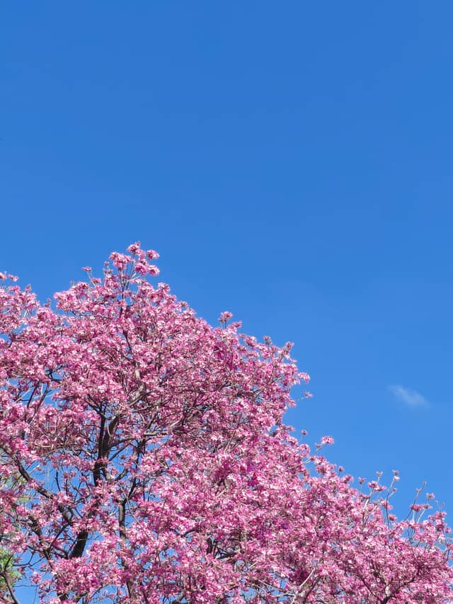 Ipê-rosa in Santa Cruz - Image 1