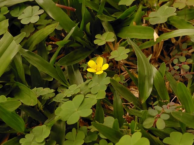 Santa Cruz Wildflower Patch - Image 1