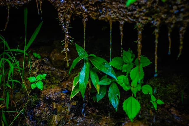 Drowning Creek Ridge Forest Floor - Image 1