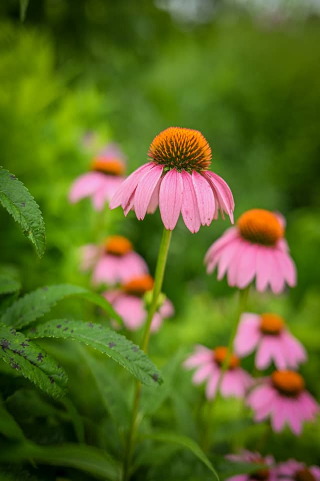 Longwood Gardens - Image 4