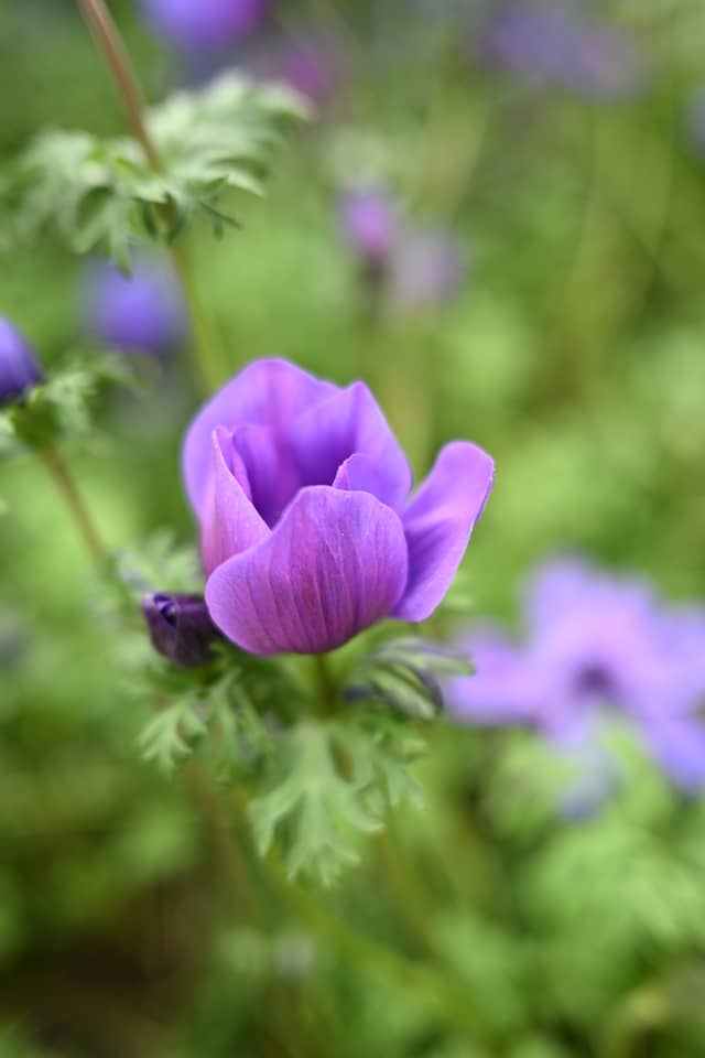 Longwood Gardens - Image 3