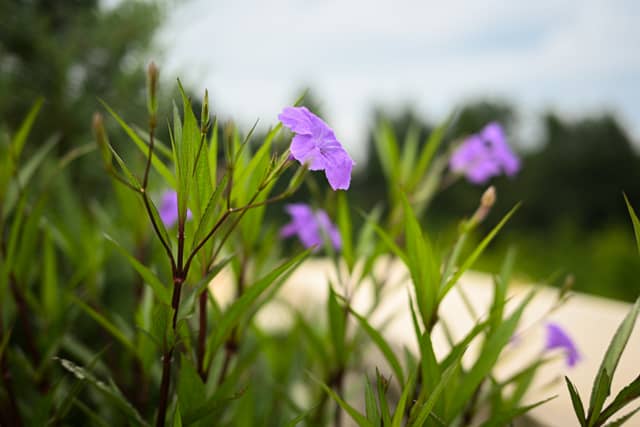 Longwood Gardens - Image 2