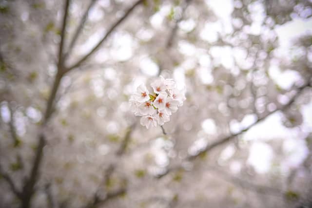 Longwood Gardens - Image 5