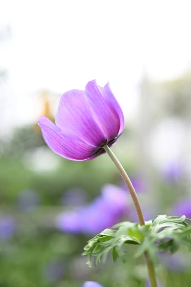 Longwood Gardens - Image 1