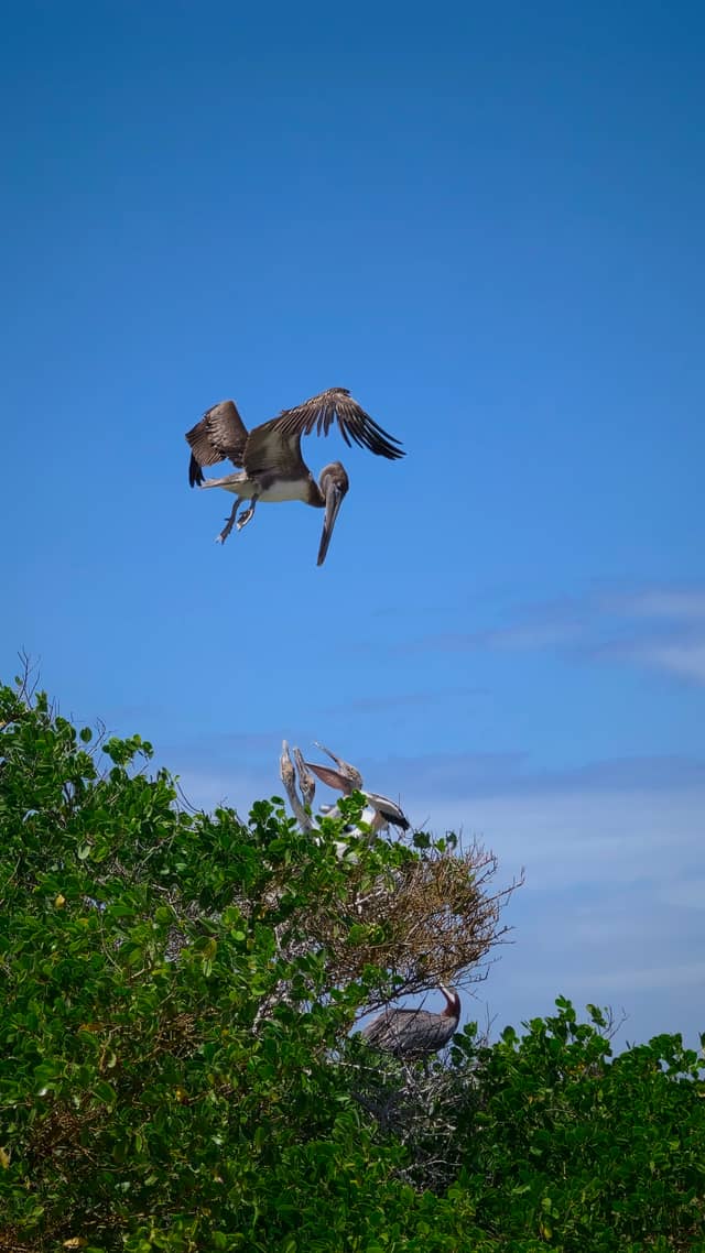 Isabela Island Mangroves - Image 1