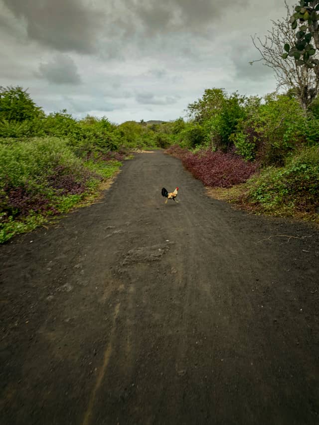 Isabela Island Rural Trail - Image 1
