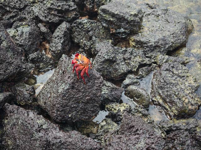 Isabela Island Shoreline - Image 1