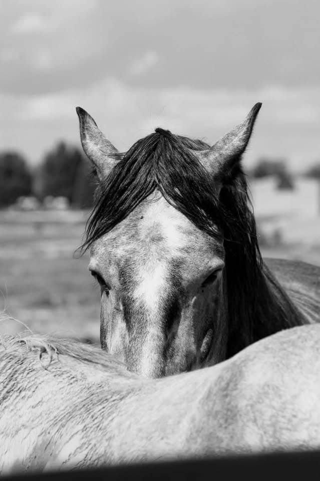 Altus Ranch Lands - Image 1