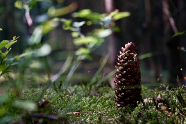 Upper Palatinate Forest Floor - Image 1