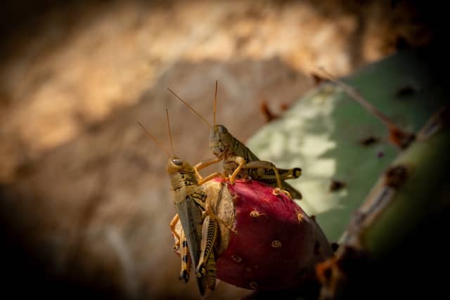 Paint Rock Prickly Pear Macro - Image 1
