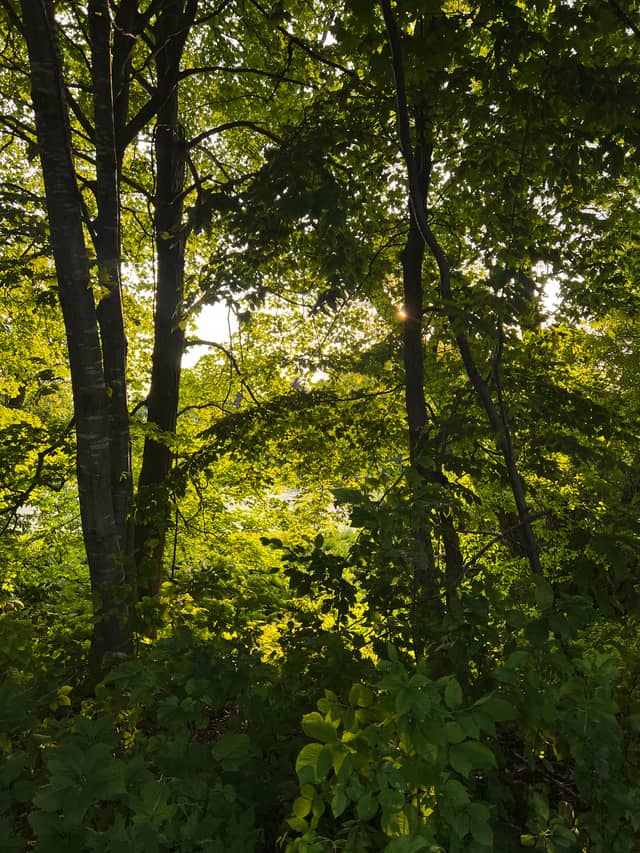 Black River Woodland Overlook - Image 1