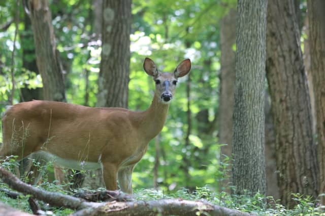 Wellesley Island State Park - Image 1