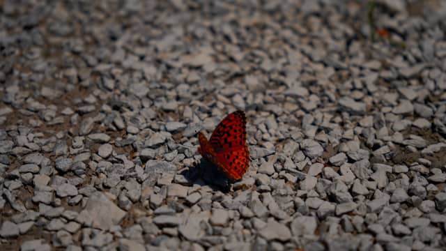 Presque Isle Nature Trails - Image 1