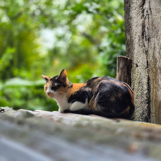 Monterrey Street Cat Spot - Image 1