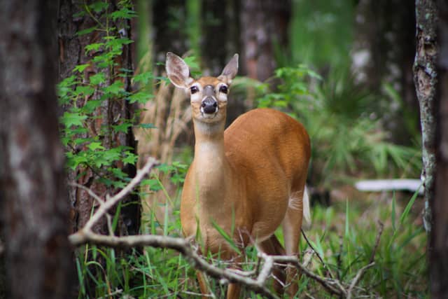 Jay B. Starkey Wilderness Park - Image 1