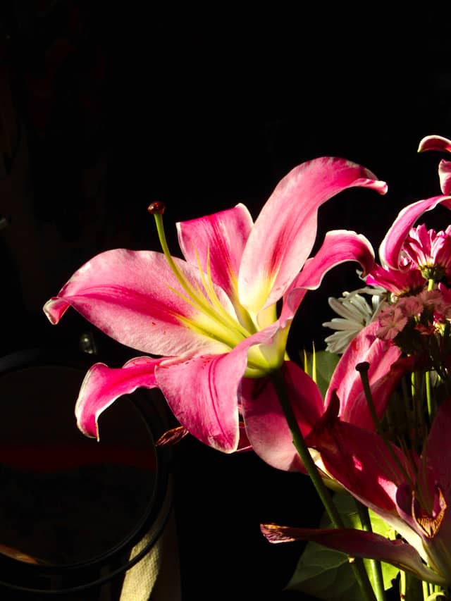 Calimesa Indoor Macro Studio - Image 1