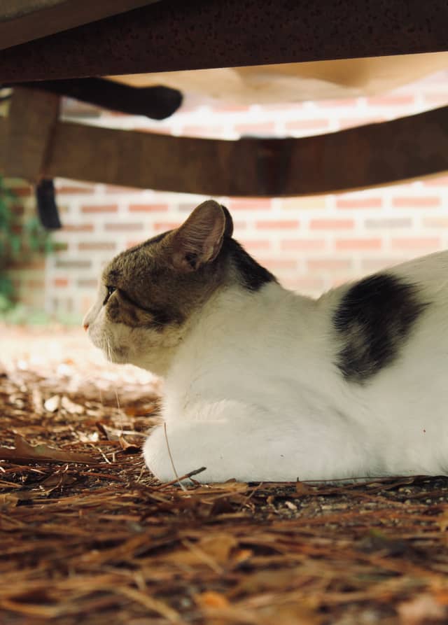 Northport Suburban Cat Spot - Image 1