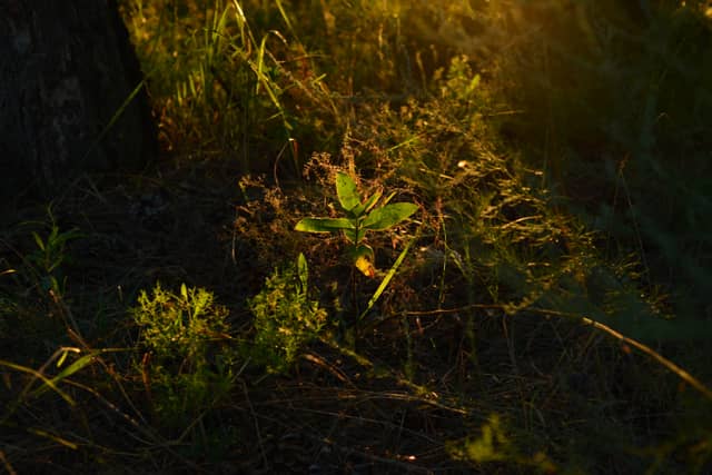 Forest Floor in Radisne - Image 1