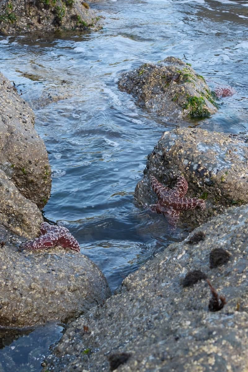 Rialto Beach Tide Pools - Image 1